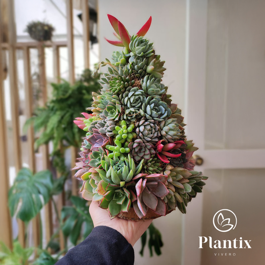 Árbol Suculento Premium (25 cm)