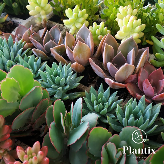 Bandeja de 104 Suculentas Populares - tamaño p7