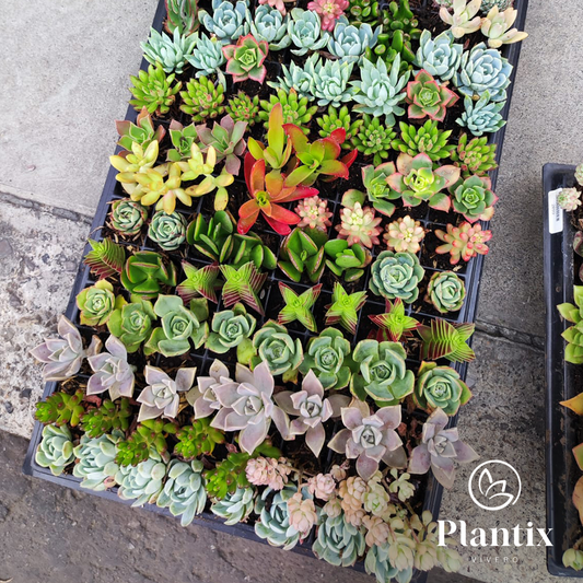 Bandeja de 128 Suculentas - tamaño p6