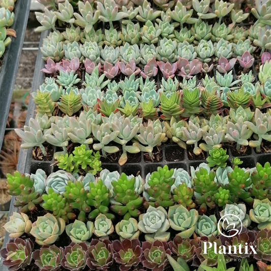 Bandeja de 200 Suculentas - tamaño baby