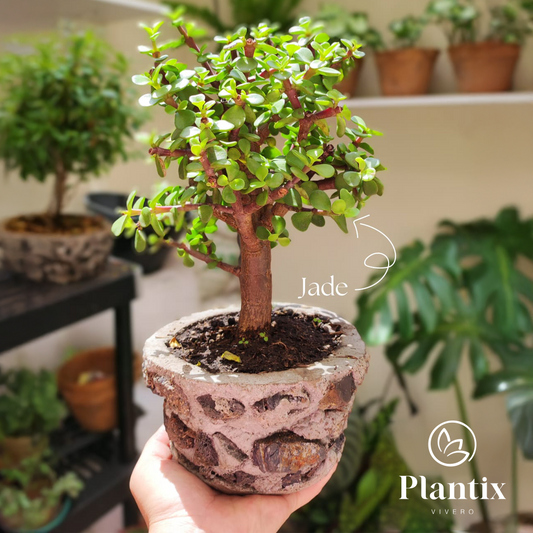 Bonsái Jade 30 Cm - Planta Decorativa- Regalo Ideal