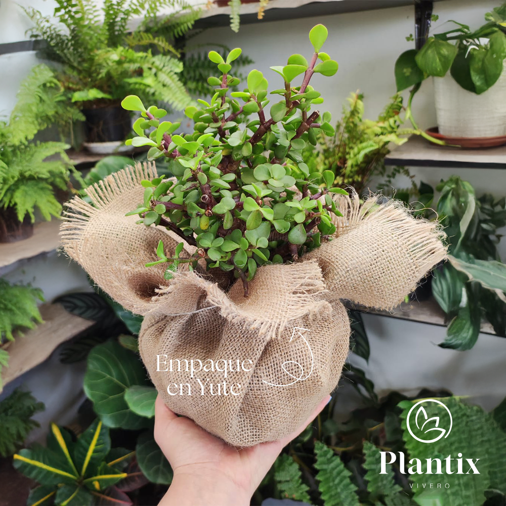 Bonsái Jade 30 Cm - Planta Decorativa- Regalo Ideal