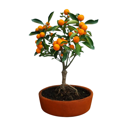 Kit bonsái - Regalo ideal