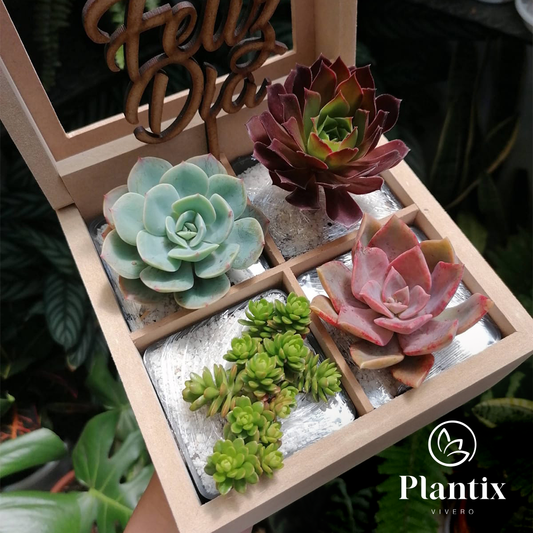 Caja Suculentas x4 - Regalo ideal