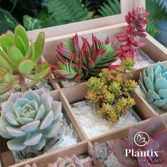 Caja Suculentas x9 - Recordatorio - Regalo ideal