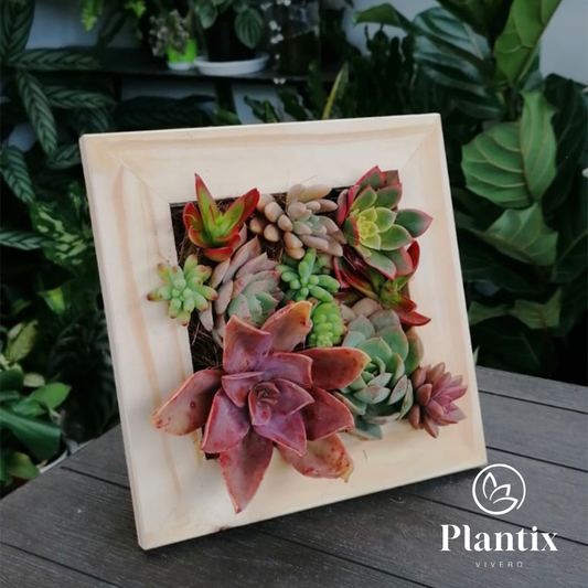 Cuadro Vivo Suculento
