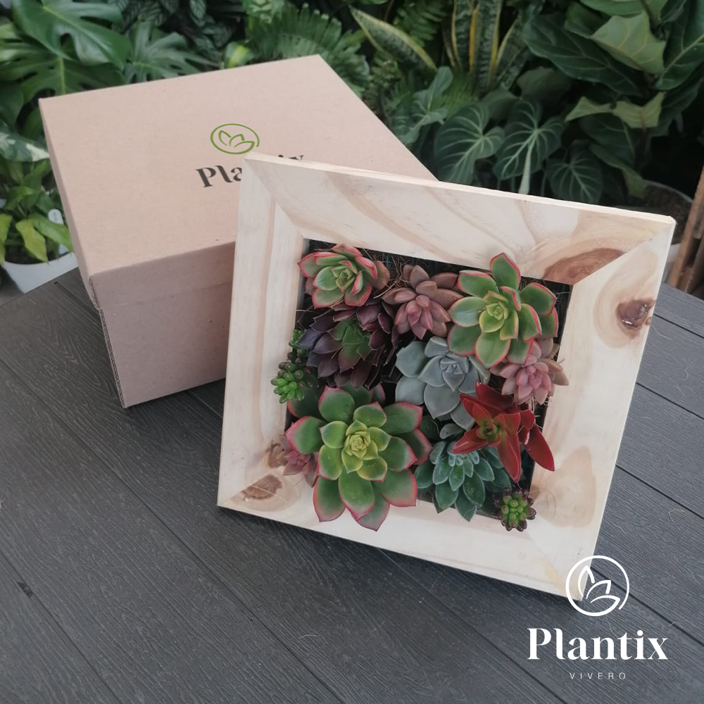 Cuadro Vivo Suculento