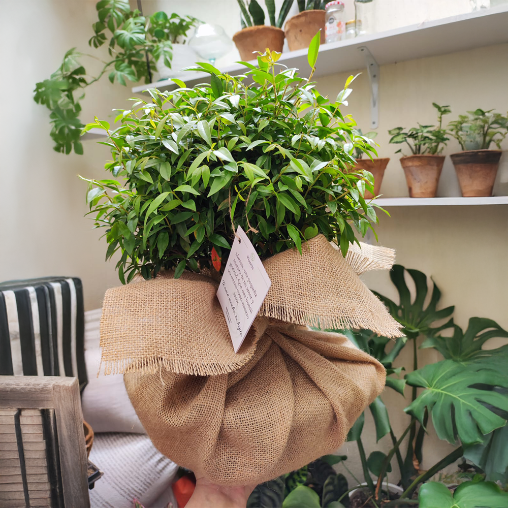 Bonsái Guayacán 30 Cm - Planta Decorativa - Regalo Ideal