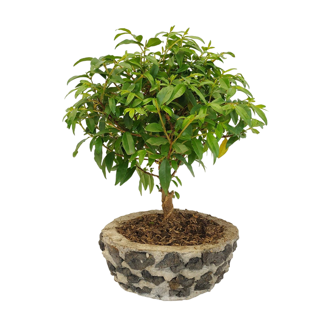 Bonsái Guayacán 30 Cm - Planta Decorativa - Regalo Ideal
