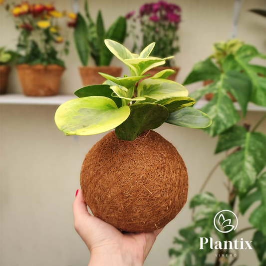 Planta Peperomia Conga Variegada Kokedama 20 Cm