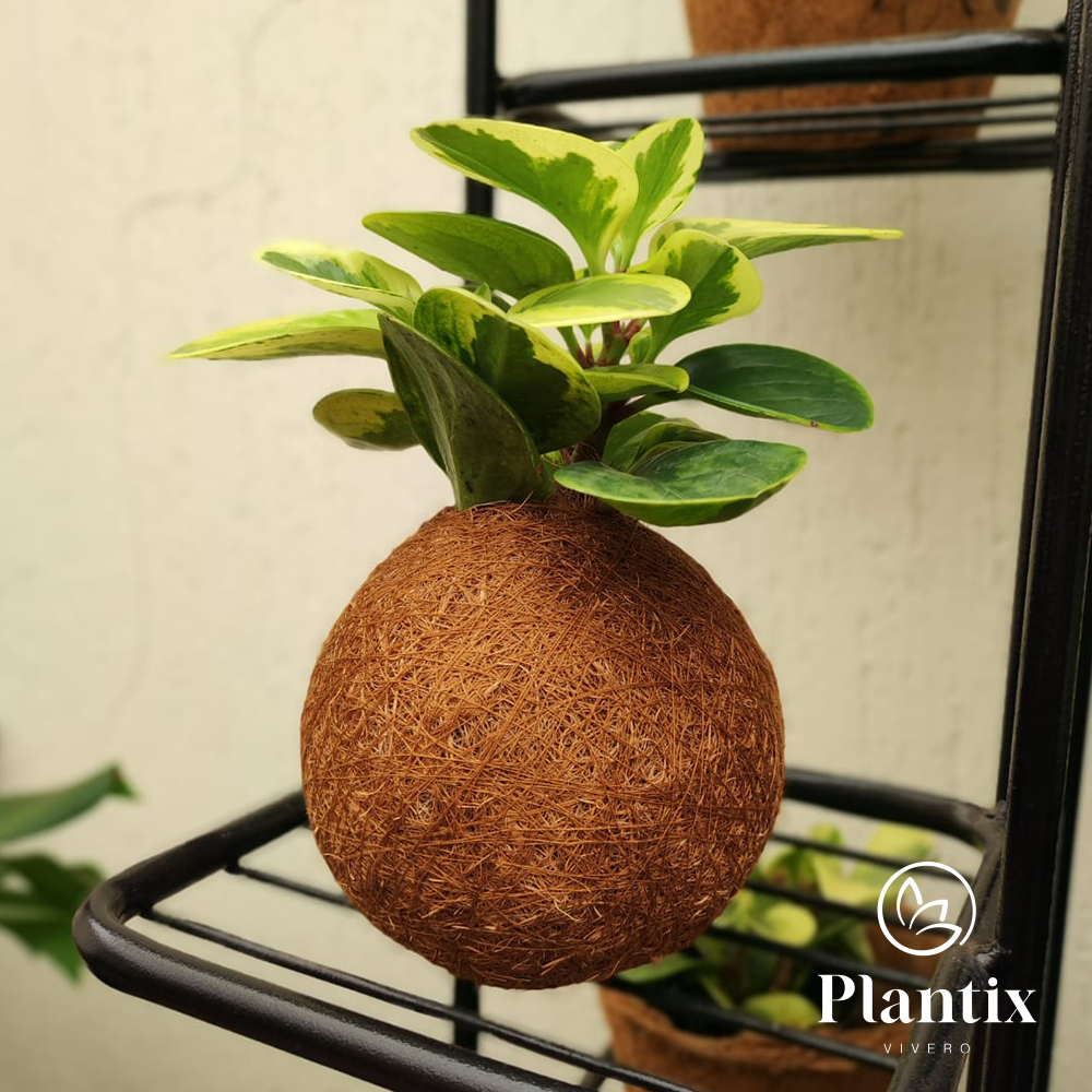 Planta Peperomia Conga Variegada Kokedama 20 Cm