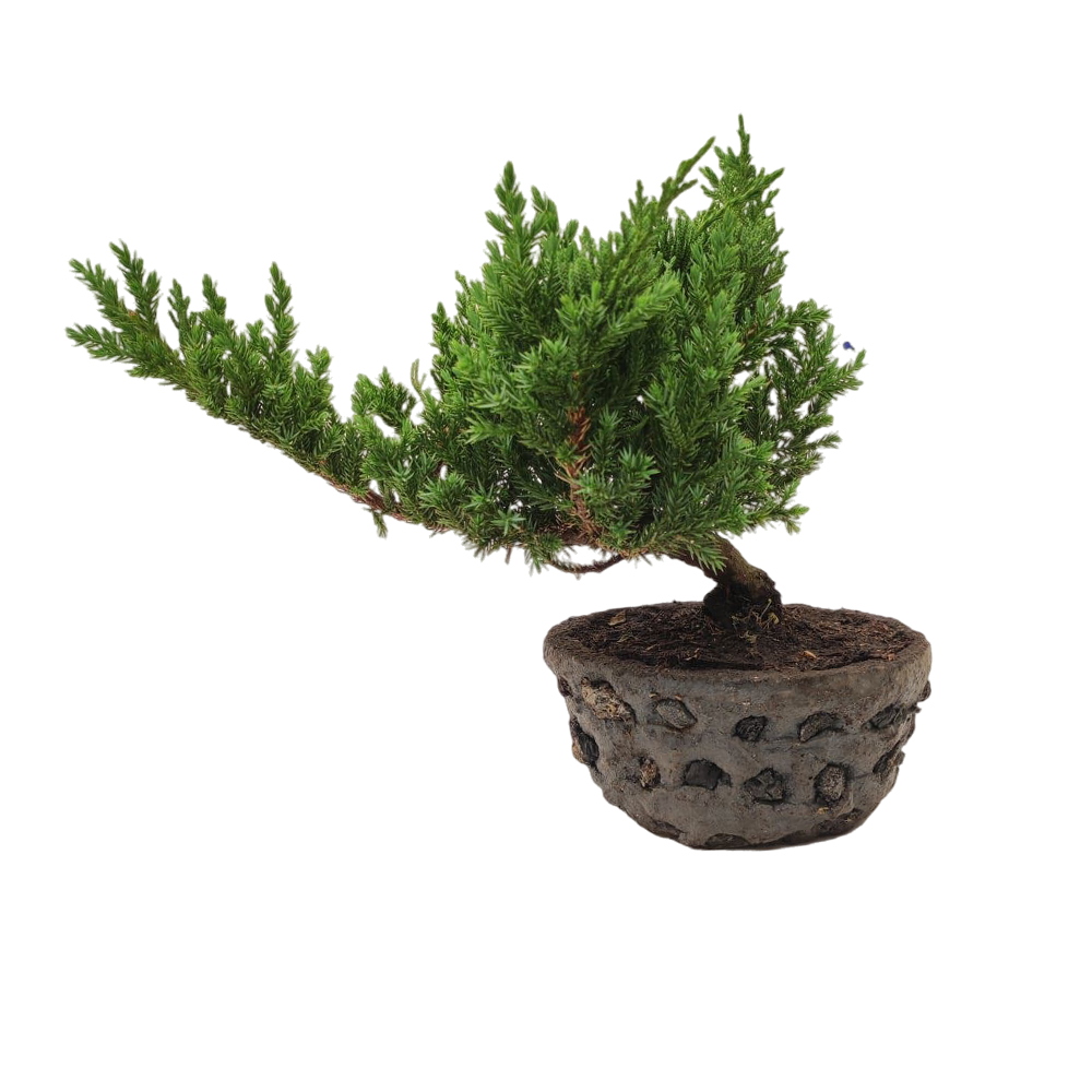 Bonsái Pino Rastrero 25 Cm - Planta Decorativa-Regalo Ideal