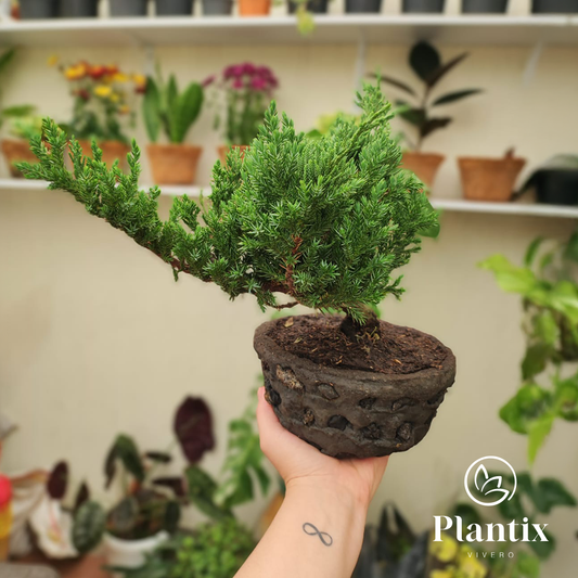 Bonsái Pino Rastrero 25 Cm - Planta Decorativa-Regalo Ideal