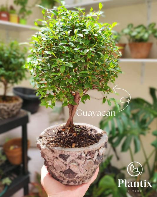 Bonsái Guayacán 30 Cm - Planta Decorativa - Regalo Ideal