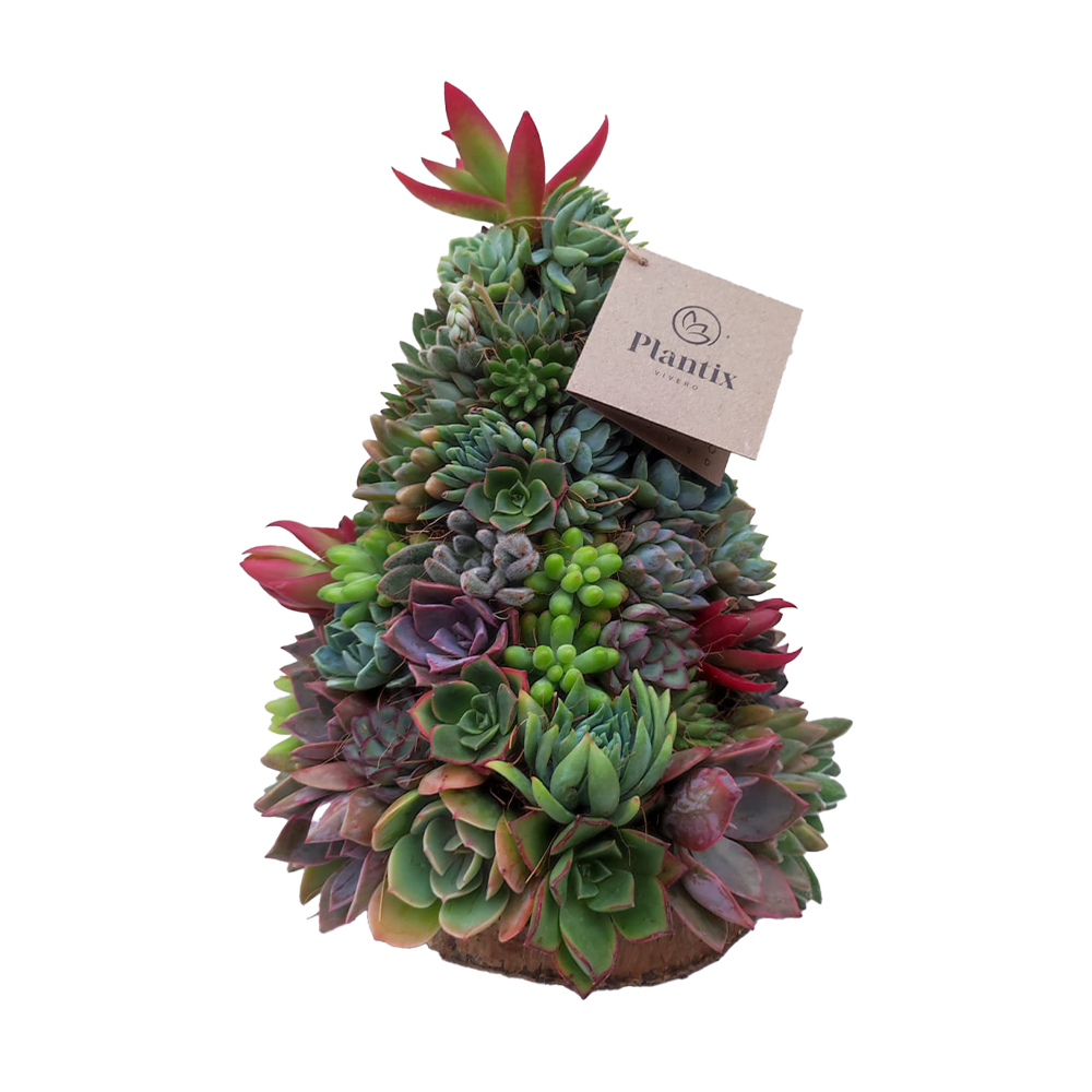 Árbol Suculento Premium (25 cm)