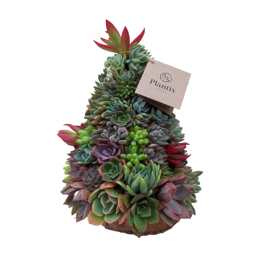 Árbol Suculento Premium (25 cm)