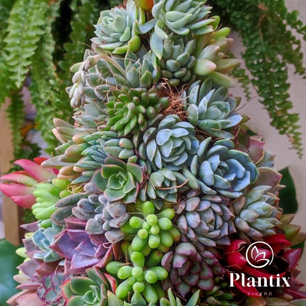 Árbol Suculento Premium (25 cm)