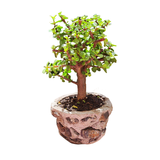Bonsái Jade 30 Cm - Planta Decorativa- Regalo Ideal