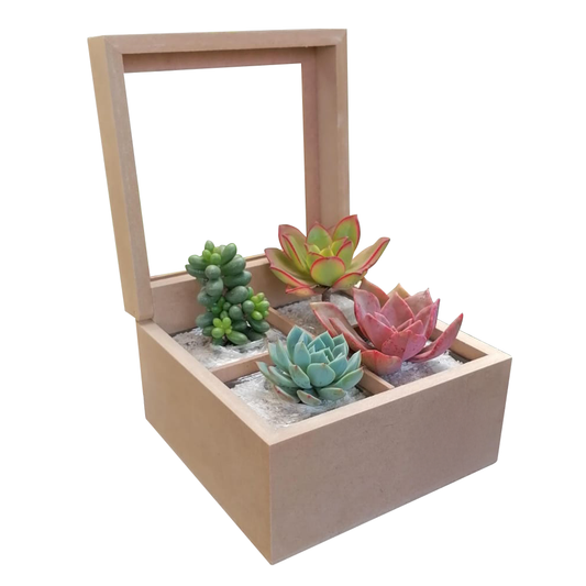 Caja Suculentas x4 - Regalo ideal