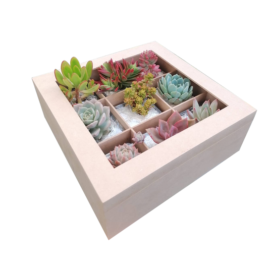 Caja Suculentas x9 - Recordatorio - Regalo ideal