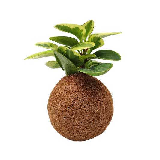 Planta Peperomia Conga Variegada Kokedama 20 Cm