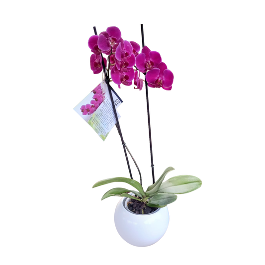 Orquídea Premium Phalaenopsis Morada – Elegancia natural que perdura