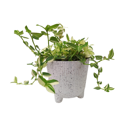 Panameña verde con porta matera plástica