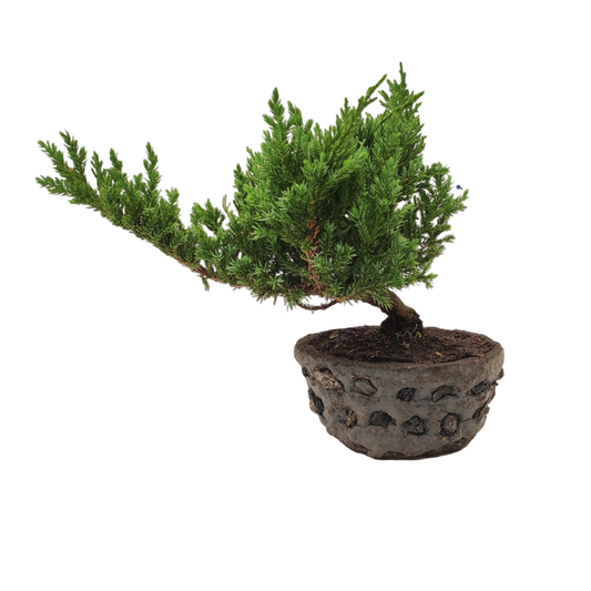 Bonsái Pino Rastrero 25 Cm - Planta Decorativa-Regalo Ideal
