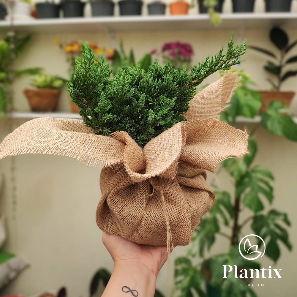 Bonsái Pino Rastrero 25 Cm - Planta Decorativa-Regalo Ideal