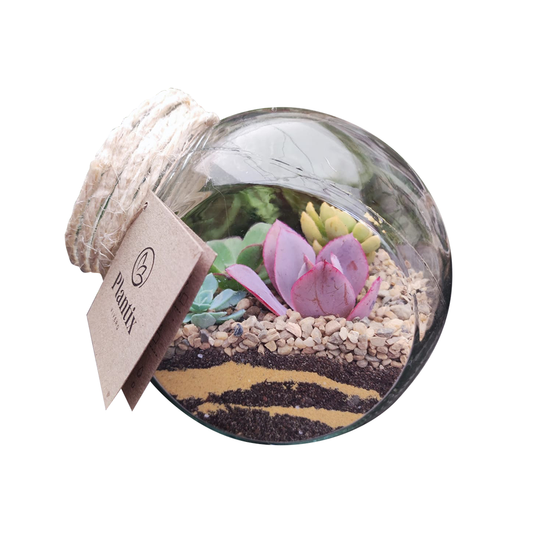 Terrario de Suculentas - Regalo P3rfecto